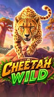 Cheetah Wild